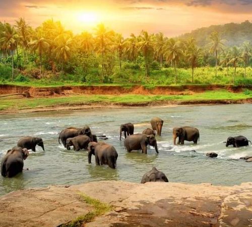 Srilanka River Elephants